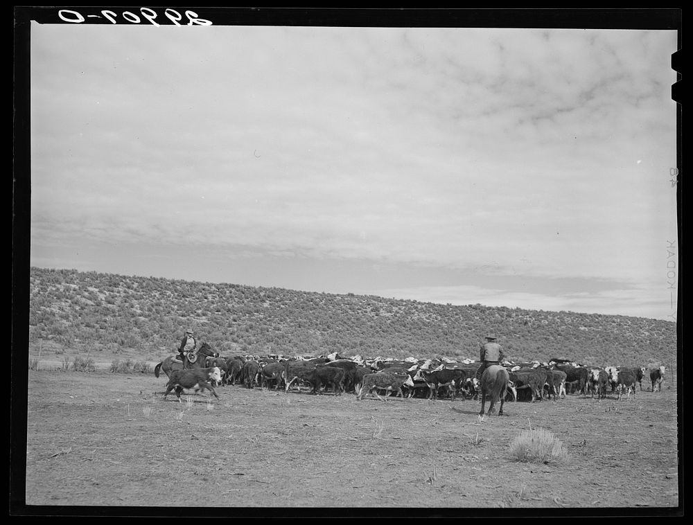 Rounding up cattle. Elko County, Nevada. Sourced from the Library of Congress.