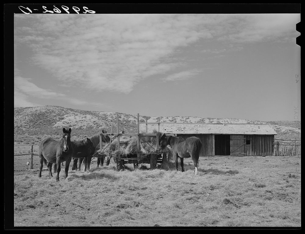 Horses feeding at haywagon. Elko County, Nevada. Sourced from the Library of Congress.