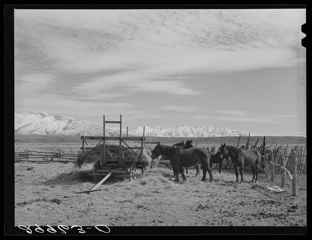 Horses, cattle ranch. Elko County, Nevada. Sourced from the Library of Congress.