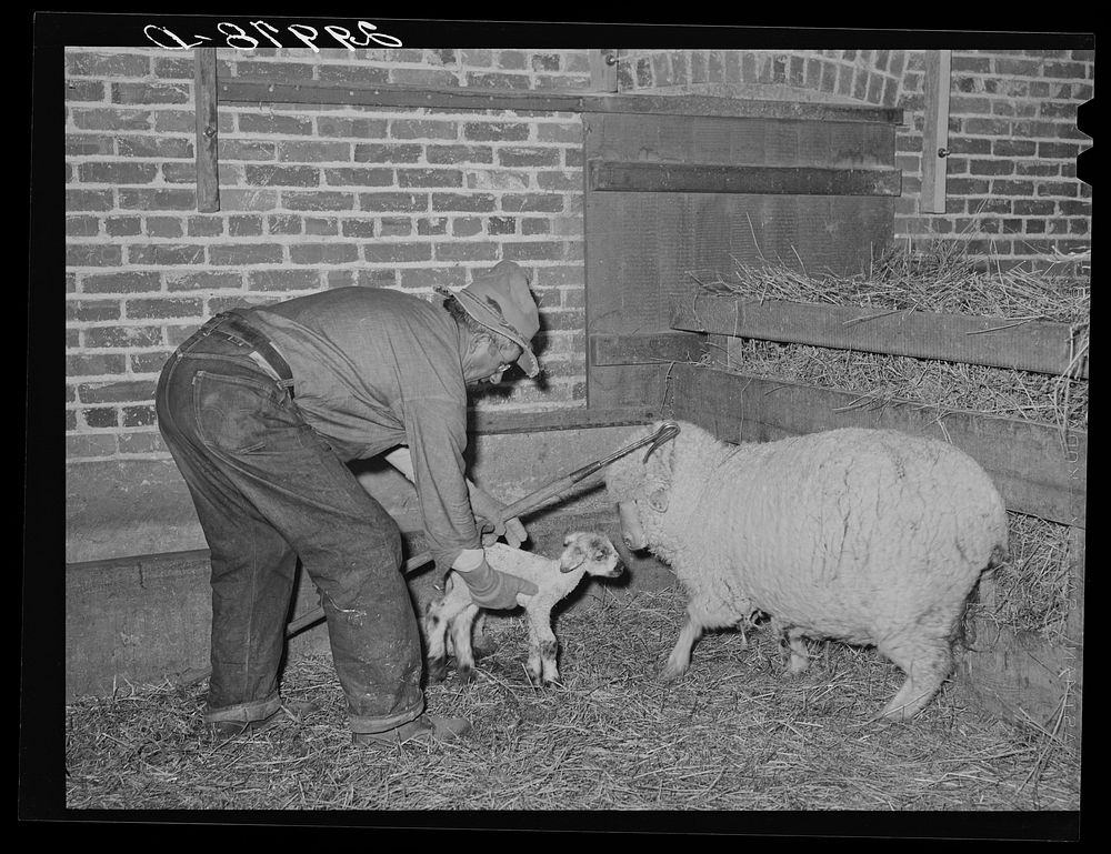 Sheepherder with new born lamb and ewe in lambing shed. Dangberg Ranch, Douglas County, Nevada. Sourced from the Library of…
