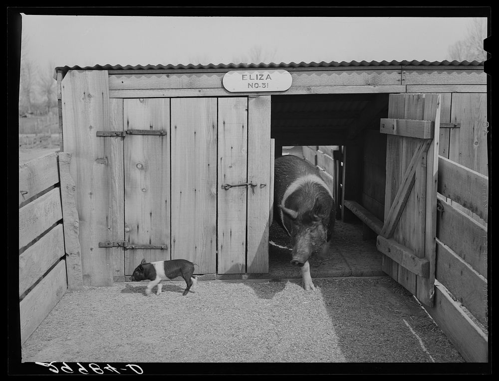 [Untitled photo, possibly related to: Brood sow with pigs. Dangberg Ranch, Douglas County, Nevada]. Sourced from the Library…