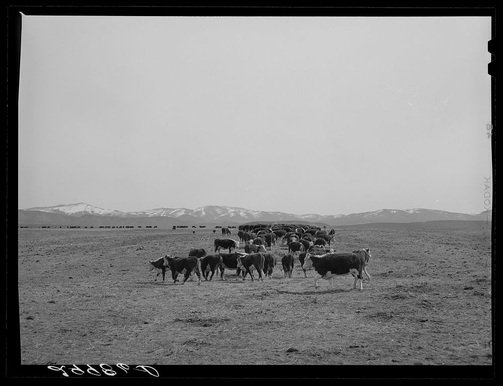 Cattle feeding. Dangberg Ranch, Douglas County, Nevada. Sourced from the Library of Congress.
