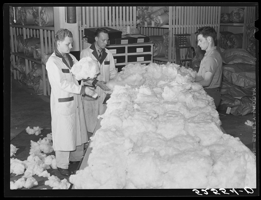 Classing cotton. Mid-South Cotton Growers Association, Memphis, Tennessee. Sourced from the Library of Congress.
