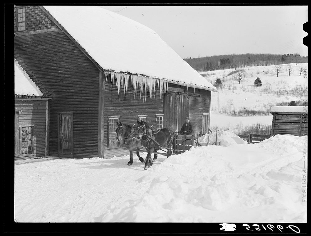 Clearing deep snow out of front barnyard so that if a sudden thaw comes, the cellar and first floor of house and barn will…