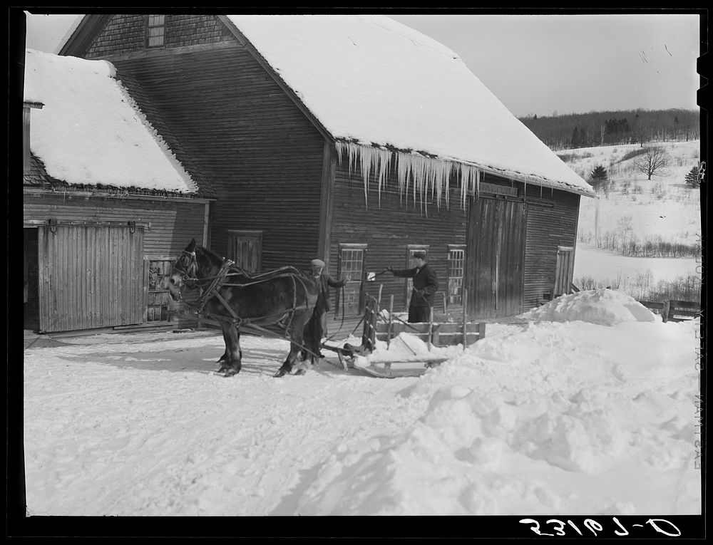 [Untitled photo, possibly related to: Clearing deep snow out of front barnyard so that if a sudden thaw comes, the cellar…