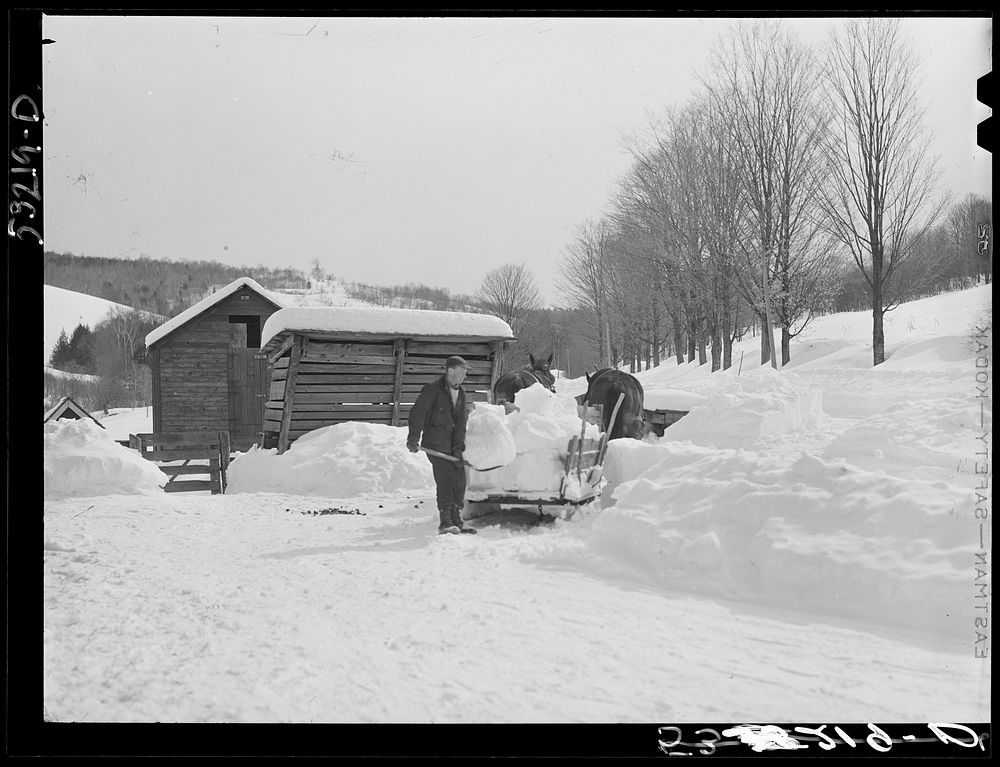 Clearing deep snow out of front barnyard so that if a thaw comes, the cellar and first floor of house and barn will not be…