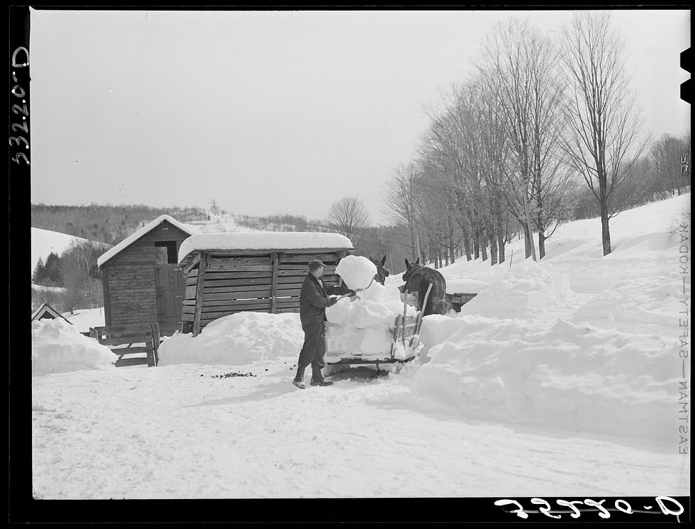 [Untitled photo, possibly related to: Clearing deep snow out of front barnyard so that if a thaw comes, the cellar and first…