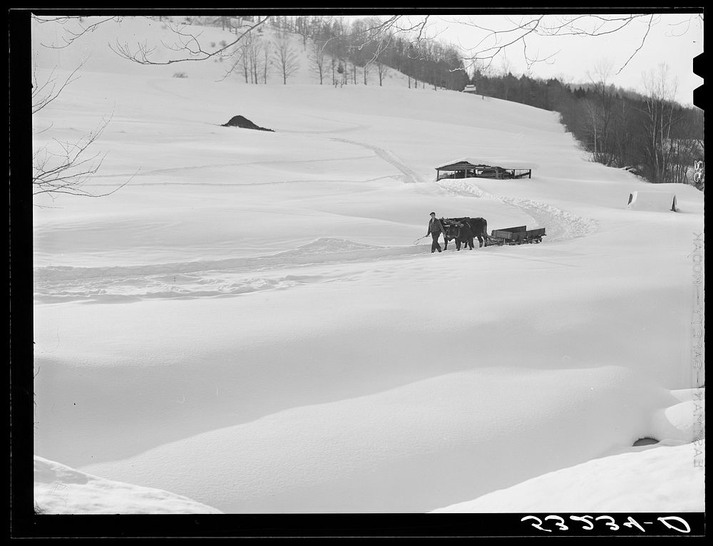[Untitled photo, possibly related to: Oxen hauling a sled on Clinton Gilbert's farm. Woodstock, Vermont]. Sourced from the…