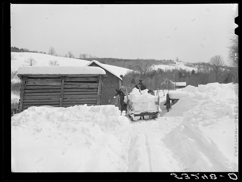 [Untitled photo, possibly related to: Clearing deep snow out of front barnyard so that if a thaw comes, the cellar and first…