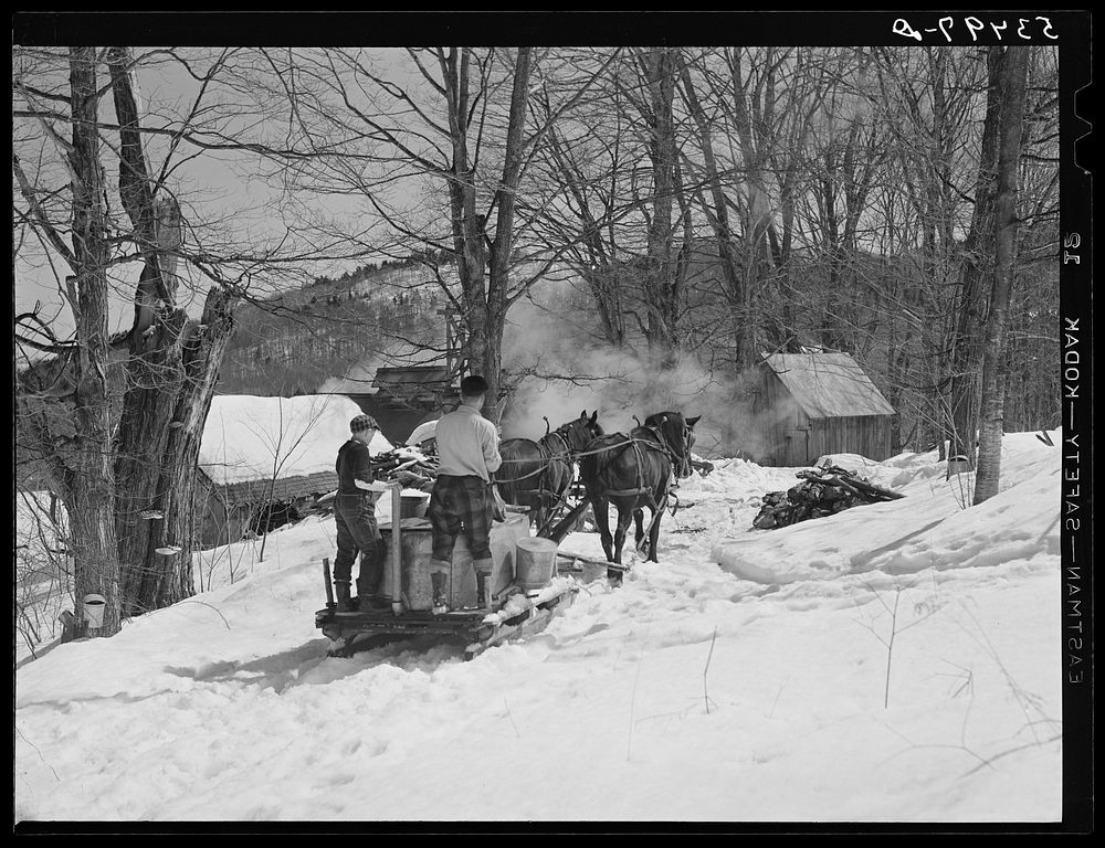 Bringing in maple sap to the sugar house. Frank H. Shurtleff farm, North Bridgewater, Vermont. He has a 400 acre farm…