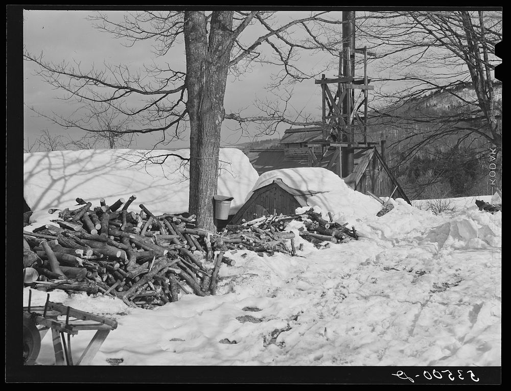 Woodpiles outside of sugar house on Frank Shurtliffs farm, North Bridgewater, Vermont. Large supply of wood is needed for…
