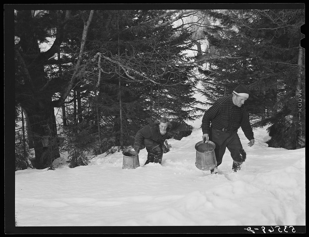 Frand Shurtleff and young neighbor carrying buckets of maple sap. Shurtleff farm, North Bridgewater, Vermont. Gathering sap…