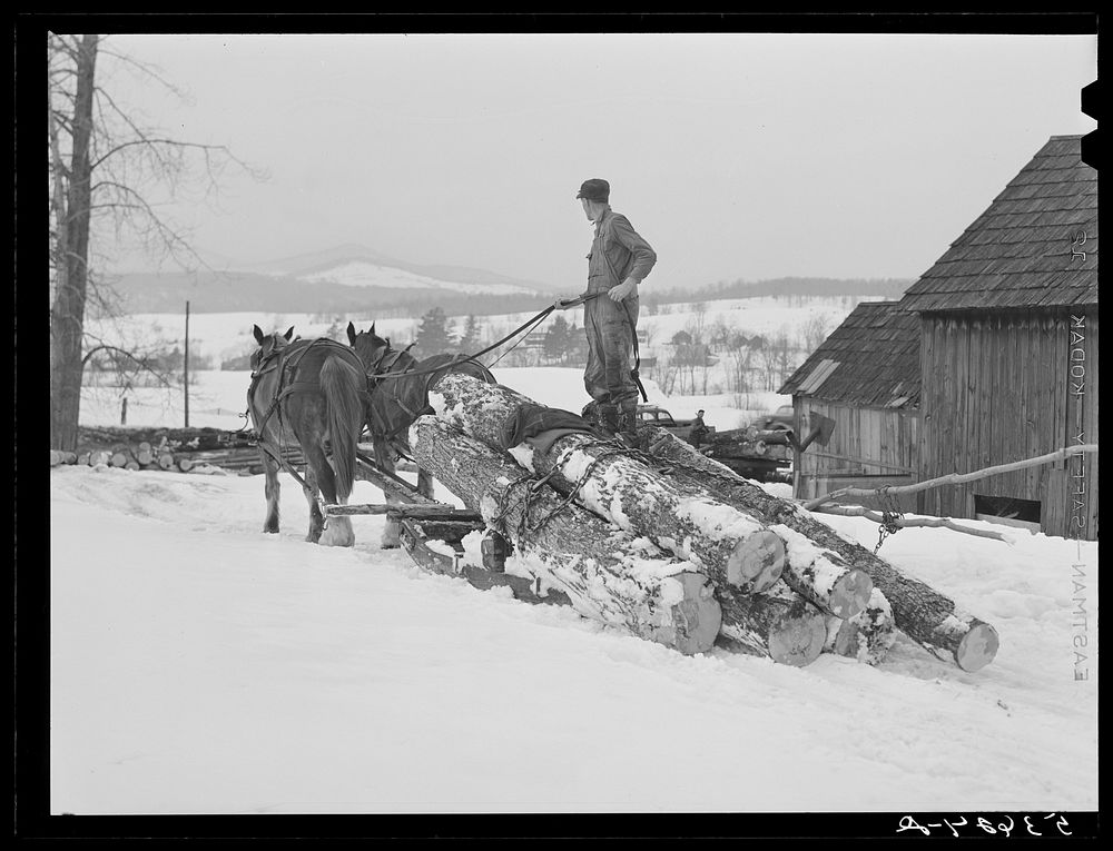 Hired man hauling logs with sled and team on farm near Waterbury, Vermont. He said "There ain't nothin' meaner than a log…