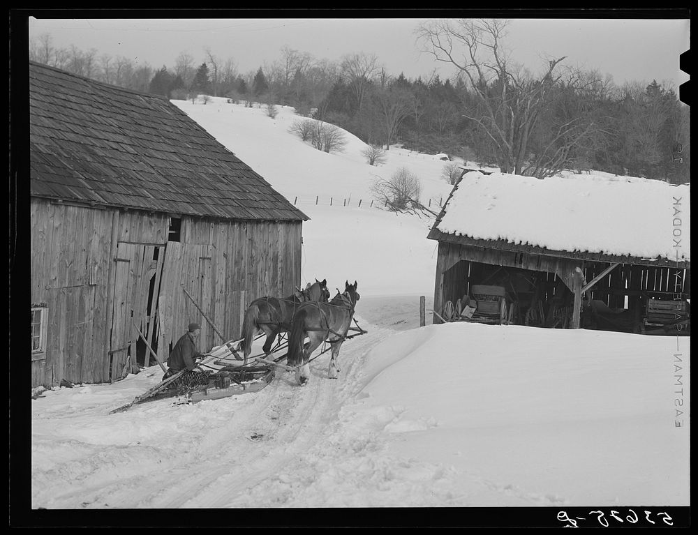 Hired man on farm near Waterbury, Vermont, going to haul logs with sled and team. Sourced from the Library of Congress.