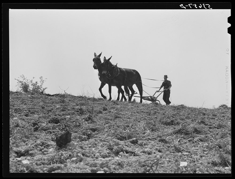 Spring plowing in eastern Tennessee. Sourced from the Library of Congress.