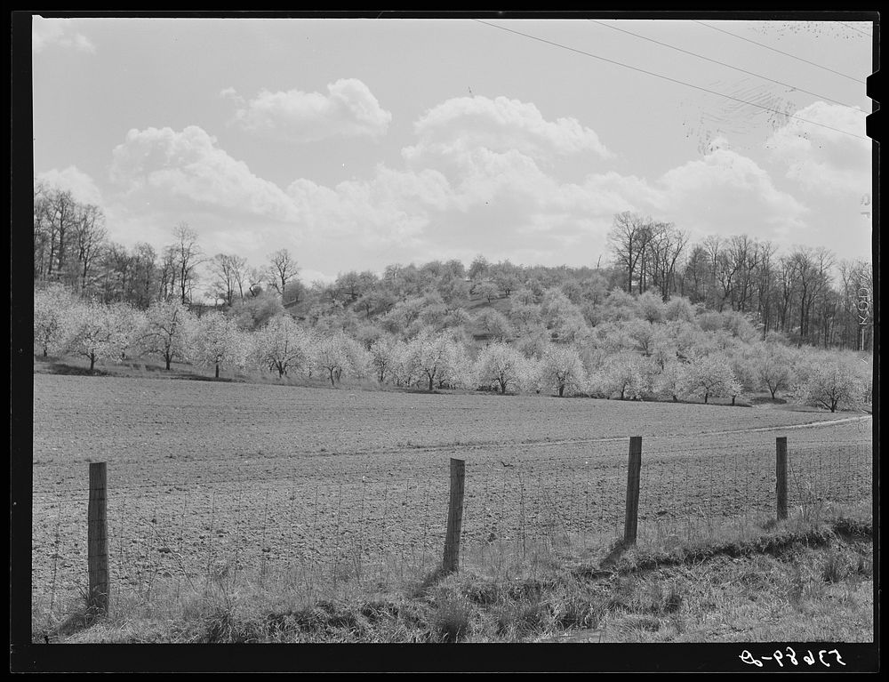 Apple orchards in blossom in the spring in the fertile Shenandoah. Virginia. Sourced from the Library of Congress.