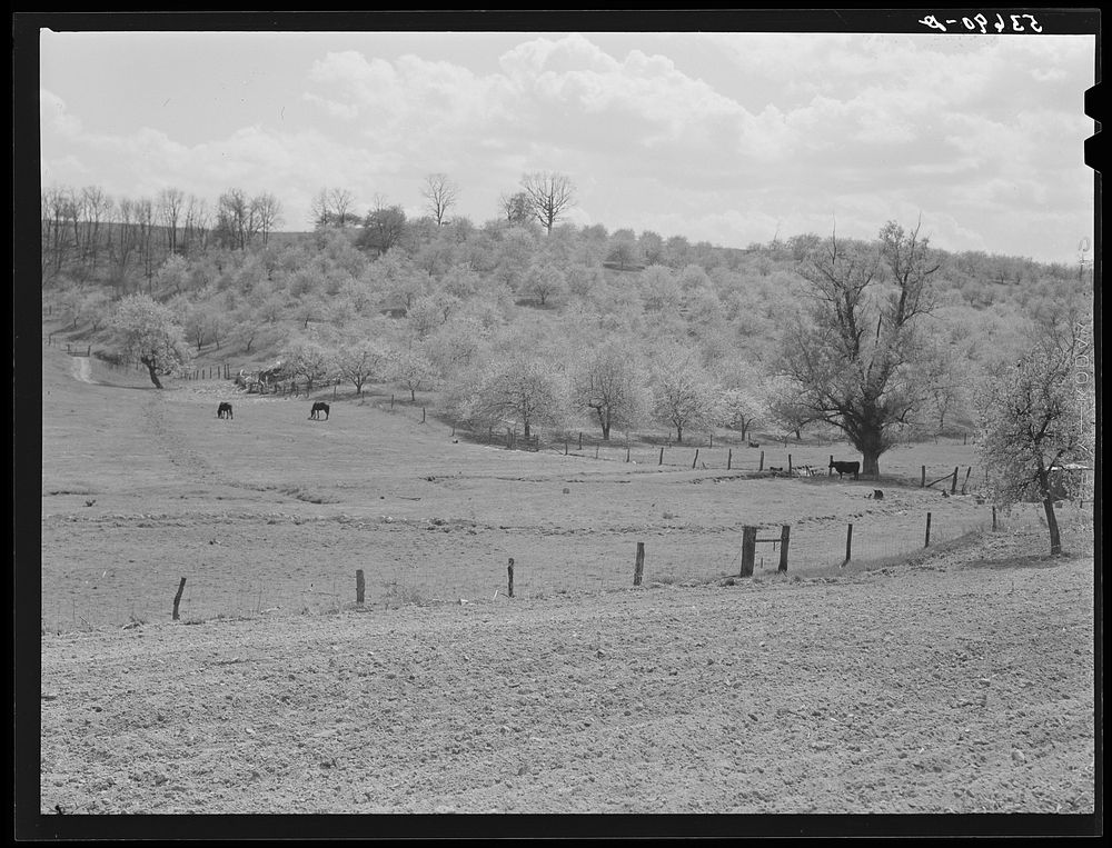 Apple orchards in blossom in the spring in the fertile Shenandoah. Virginia. Sourced from the Library of Congress.