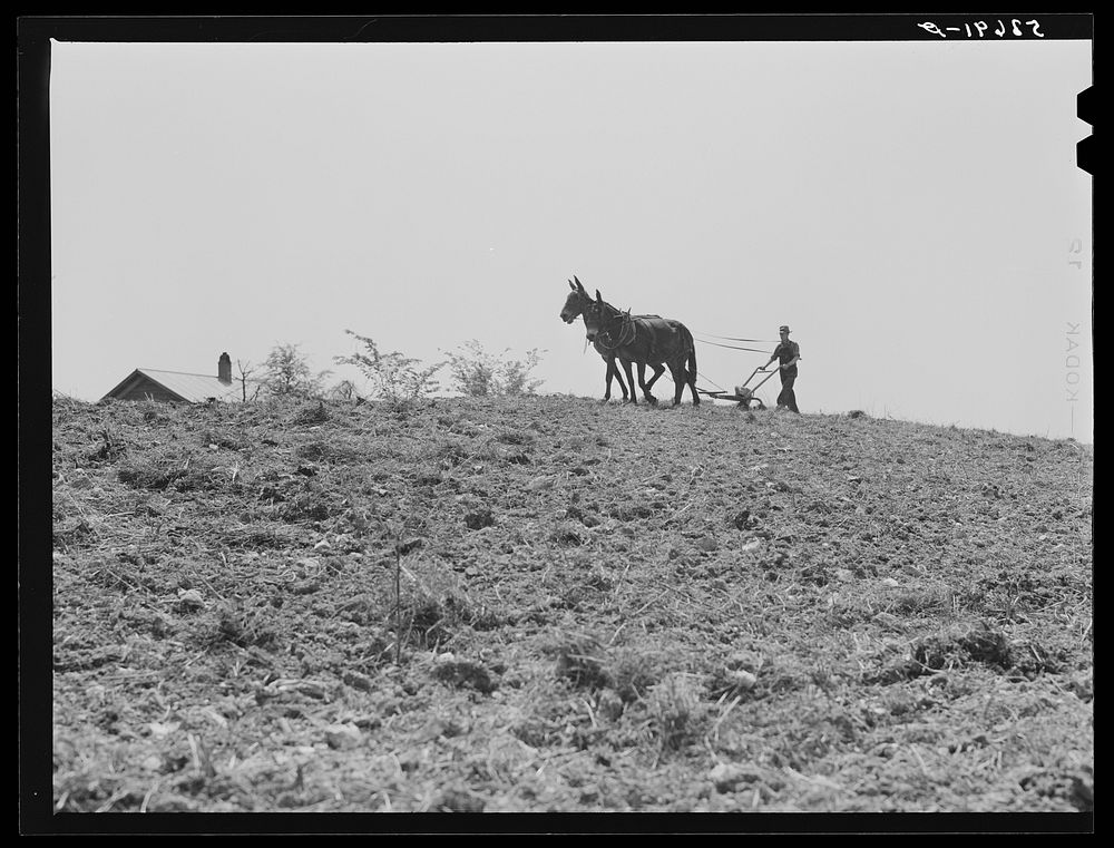 [Untitled photo, possibly related to: Spring planting, Shenandoah Valley, Virginia]. Sourced from the Library of Congress.
