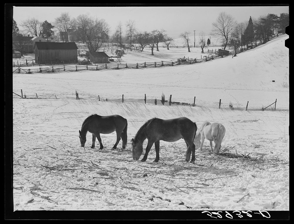 Farm near Warrenton, Virginia. Sourced from the Library of Congress.