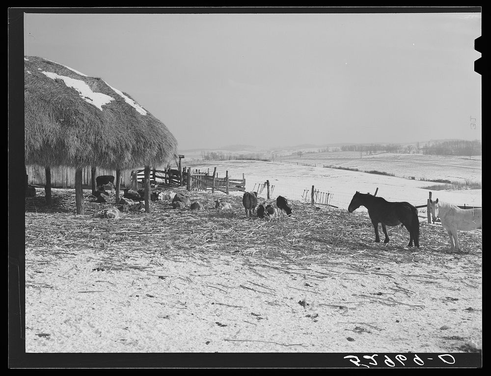 [Untitled photo, possibly related to: Horse and shelter on farm, Montgomery County, Maryland]. Sourced from the Library of…