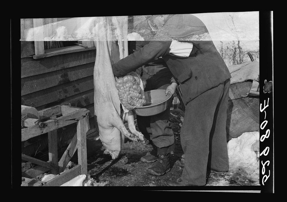 Hog killing time near Frederick, Maryland. Sourced from the Library of Congress.