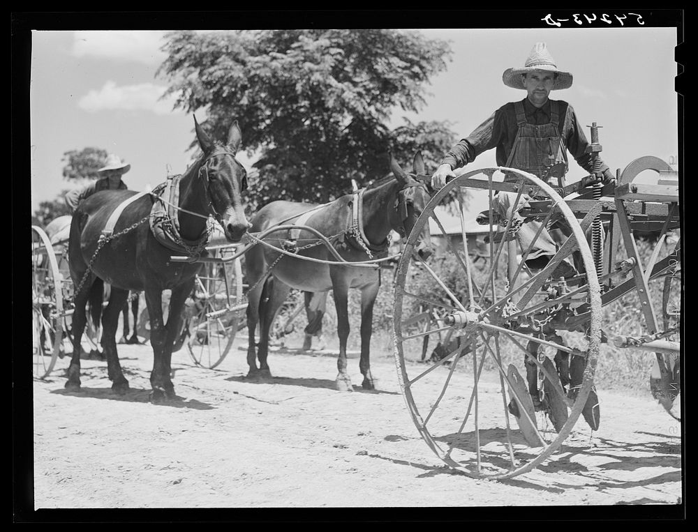 [Untitled photo, possibly related to: Cultivators and teams leaving central barn at one o'clock to complete their field work…