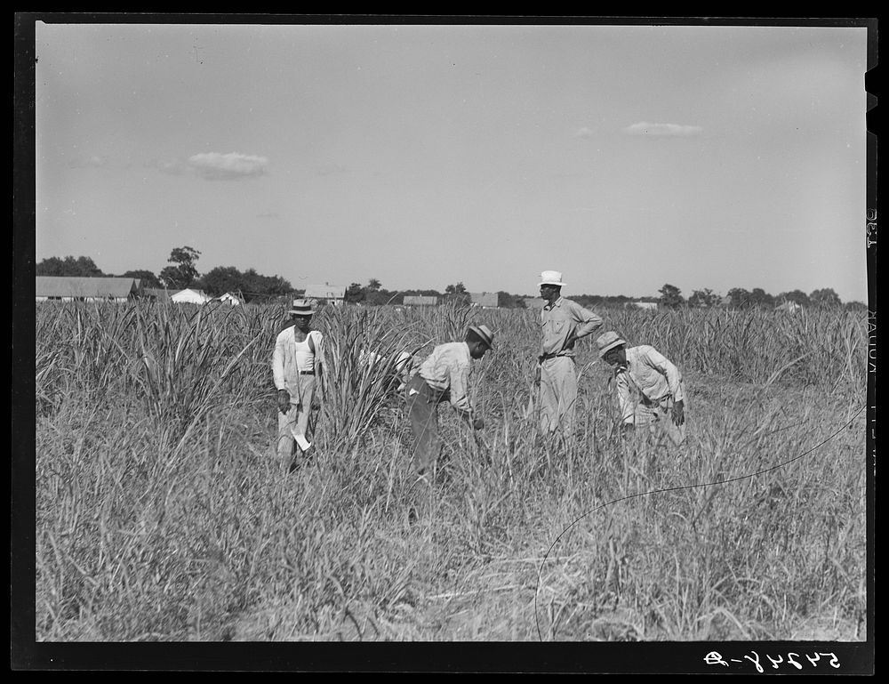 Cutting the grass out of the cornfields after long seige of excessive rains on Terrebonne Project. Schriever, Louisiana.…
