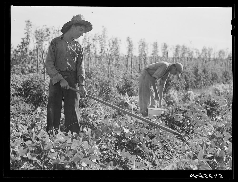 [Untitled photo, possibly related to: The sons of one of the co-op's members picking peas and trying to get the grass out of…