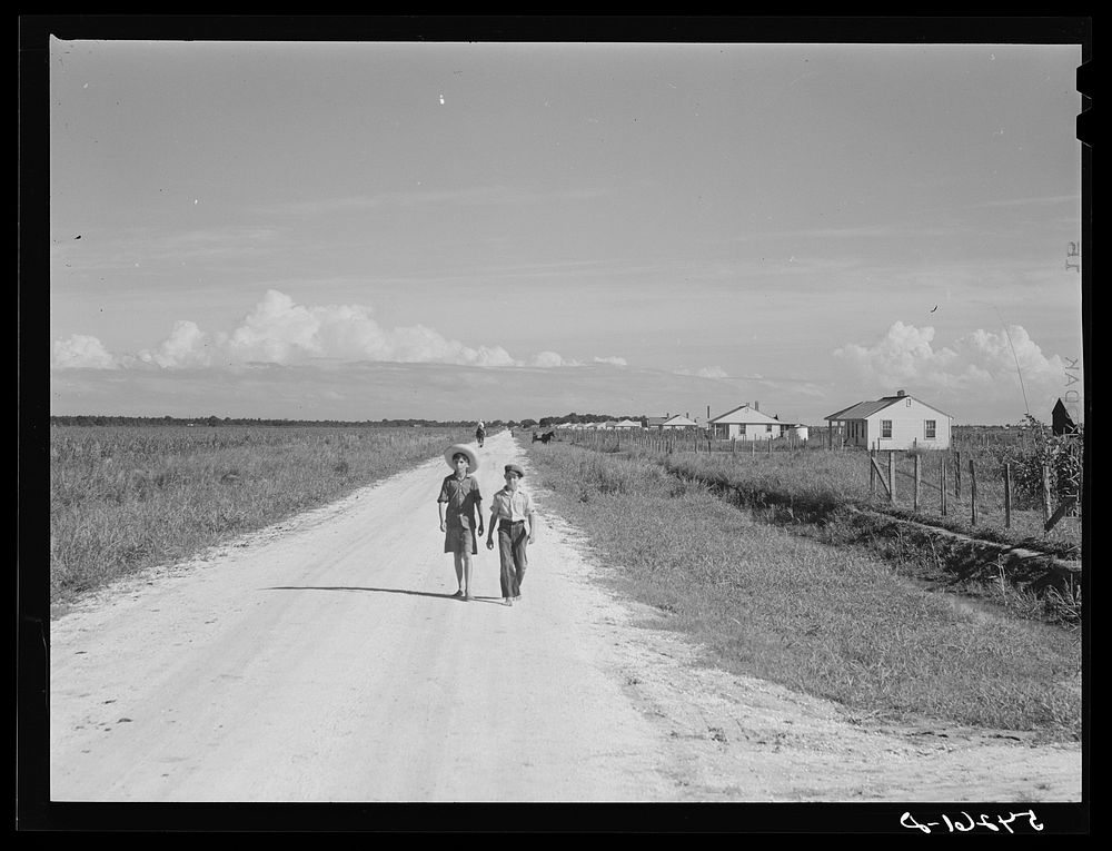 Homes and cane field on Terrebonne Project. Schriever, Louisiana. Sourced from the Library of Congress.