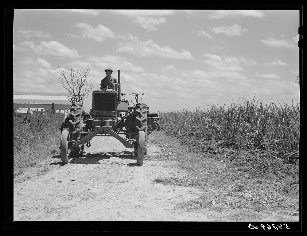 Tractors going to cultivate the sugarcane fields at one o'clock. Terrebonne Project, Schriever, Louisiana. Sourced from the…