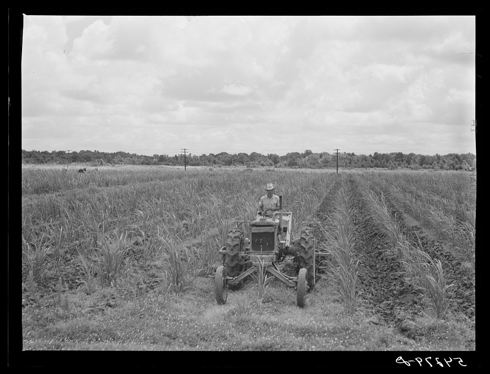 [Untitled photo, possibly related to: One of the tractors cultivating sugarcane on Terrebonne Project. Schriever…
