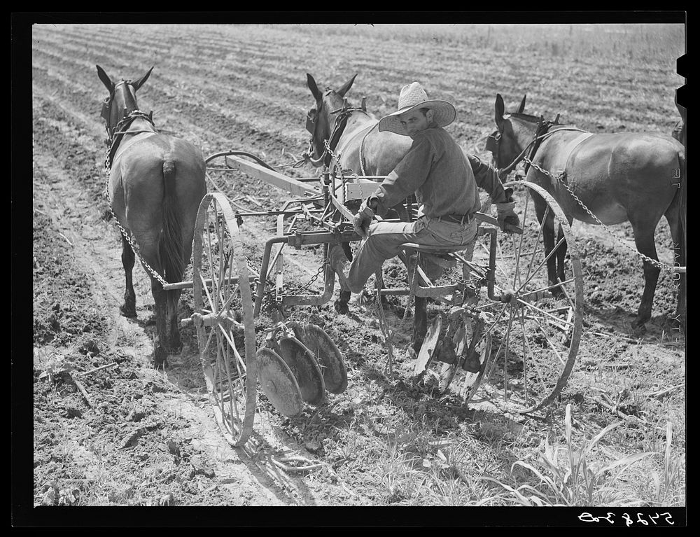 Cultivating a field on Terrebonne Project. Schriever, Louisiana. Sourced from the Library of Congress.
