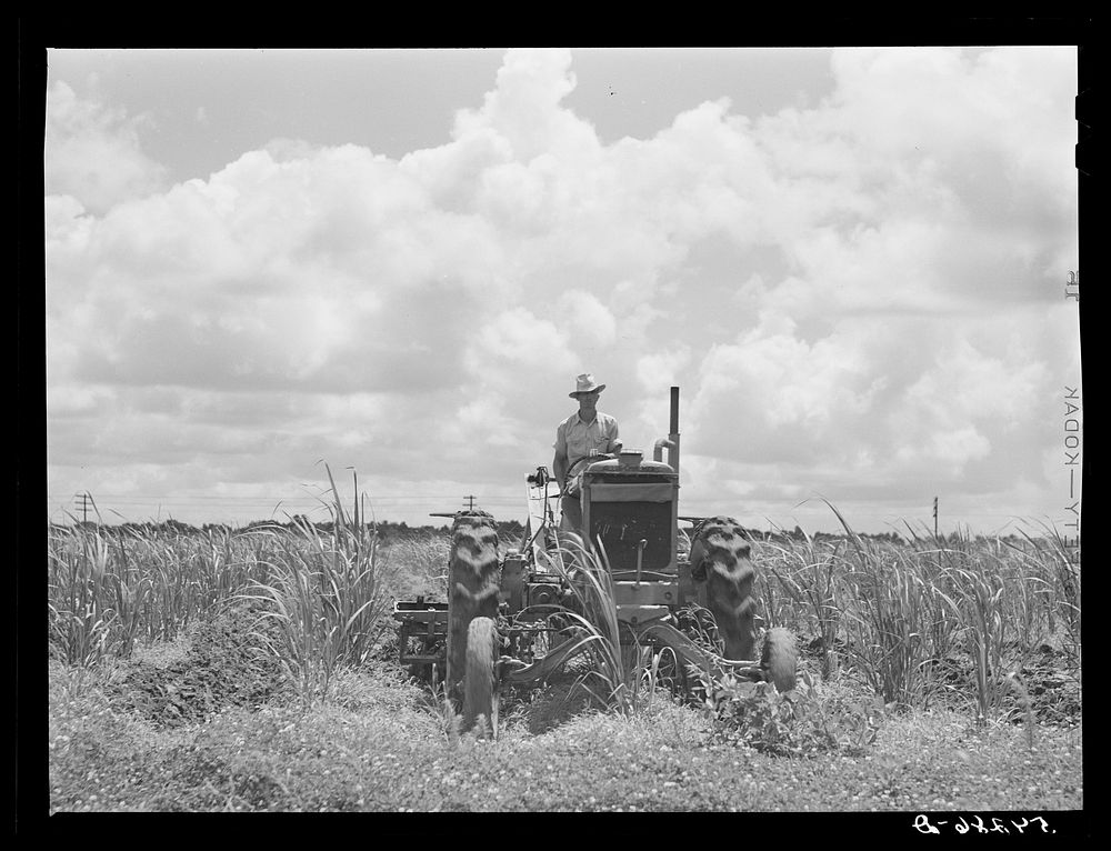One of the tractors cultivating sugarcane. Terrebonne Project, Schriever, Louisiana. Sourced from the Library of Congress.