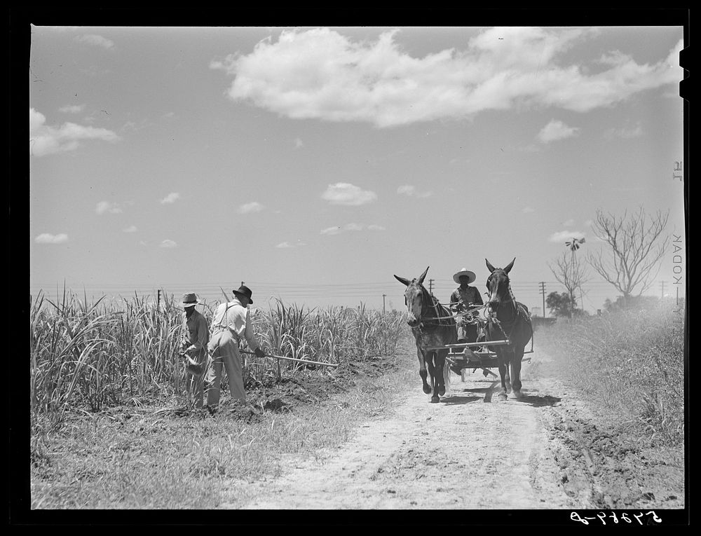 A team and cultivator going to a field, with men chopping the grass out of the sugarcane after long excessive rains.…