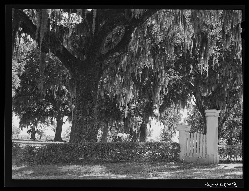 Gate and grounds of old plantation home near Schriever, Louisiana. Sourced from the Library of Congress.