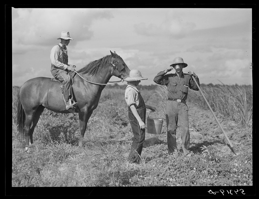 The waterboy brings one of the cooperative members a drink while he chops grass out of sugarcane field. The foreman, chosen…