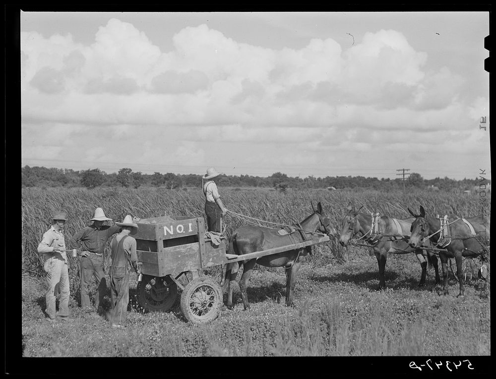 Terrebonne Project, Schriever, Louisiana. Sourced from the Library of Congress.