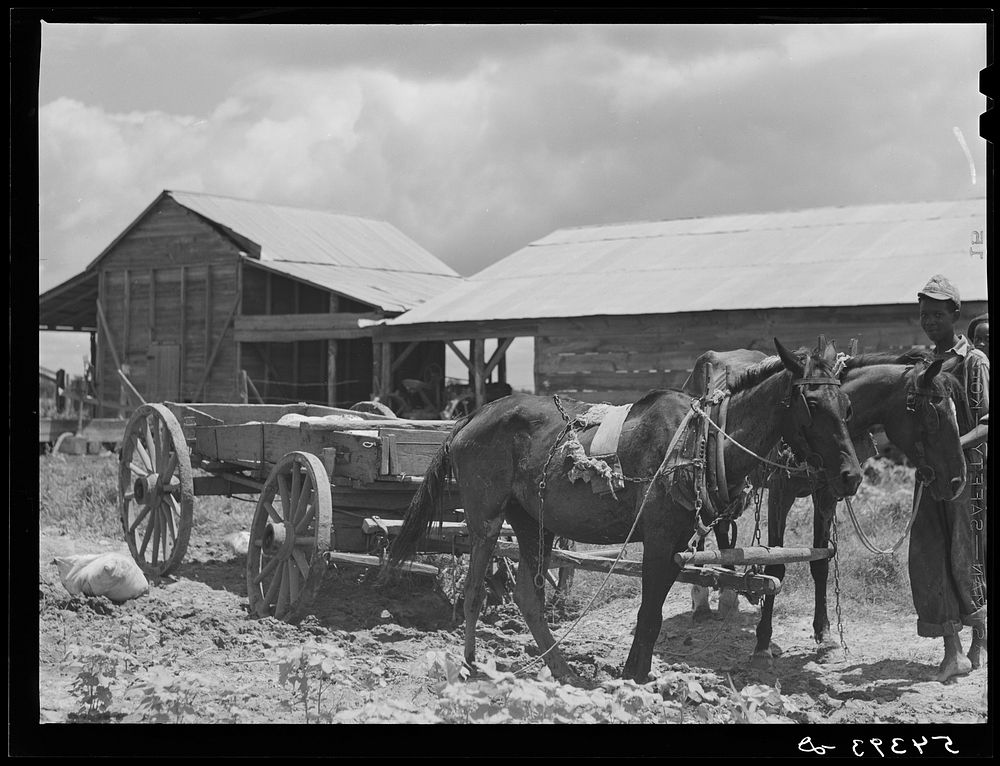 [Untitled photo, possibly related to: Bayou Bourbeaux plantation operated by Bayou Bourbeaux farmstead association, a…