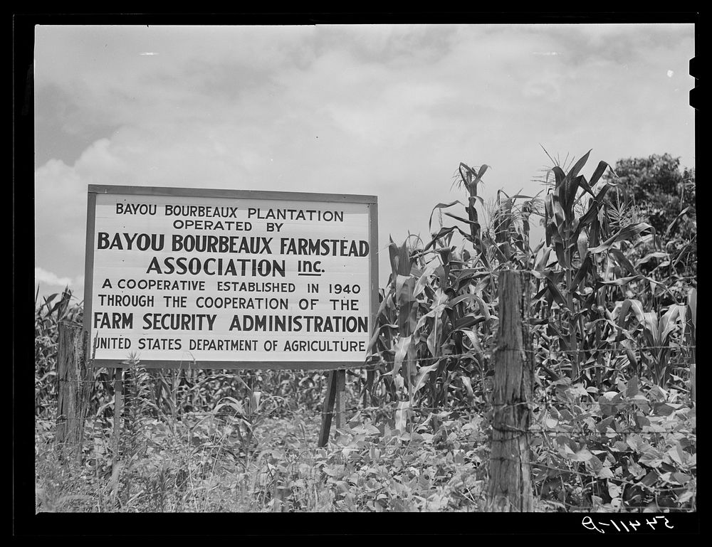 Bayou Bourbeaux Plantation operated by Bayou Bourbeaux farmstead association, a cooperative established through the…