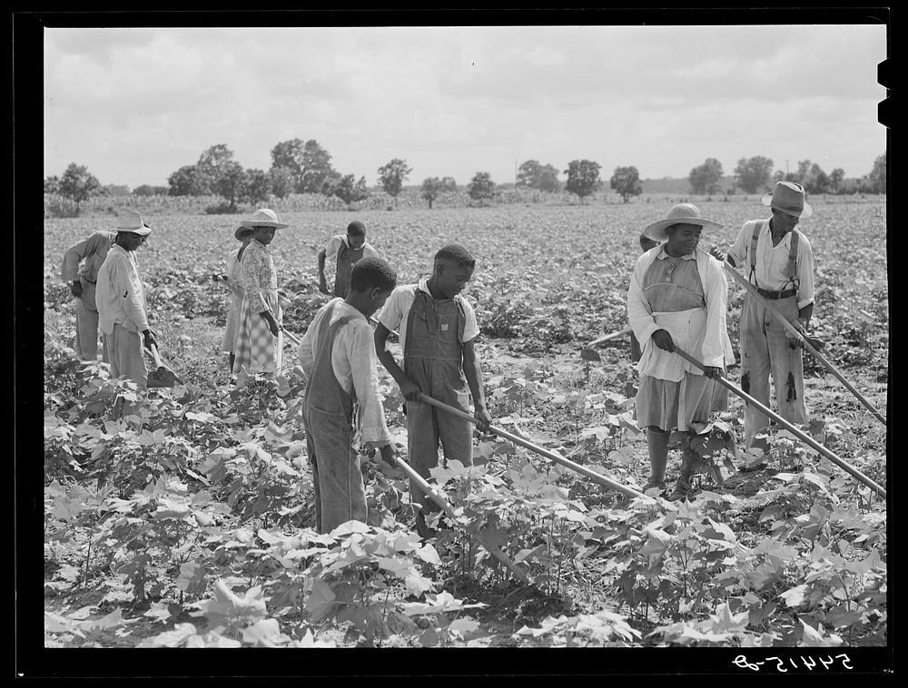 [Untitled photo, possibly related to: Bayou Bourbeaux plantation by Bayou Bourbeaux farmstead association, a cooperative…