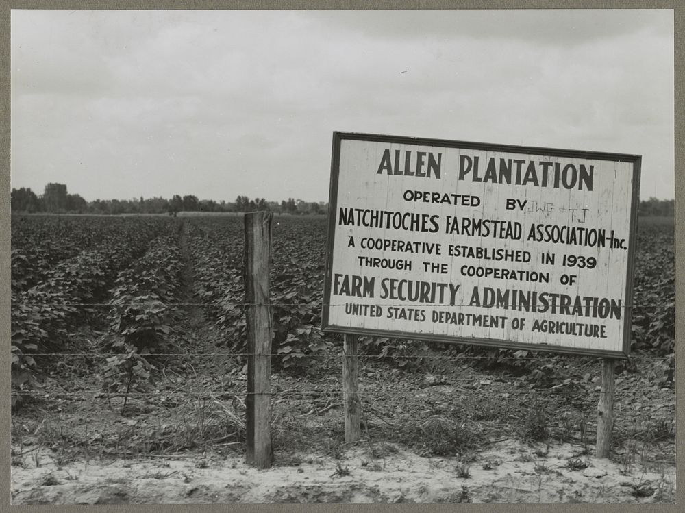 Allen Plantation operated by Natchitoches farmstead association, a cooperative established through the cooperation of the…