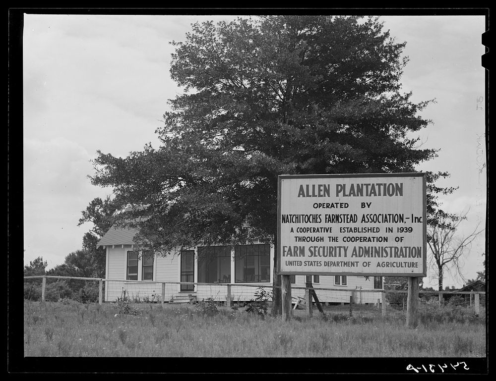 Allen Plantation operated by Natchitoches farmstead association, a cooperative established through the cooperation of the…