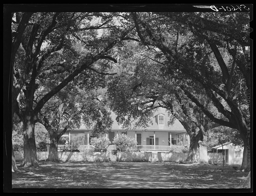 Melrose, Natchitoches Parish, Louisiana. Old plantation home in cotton region, La Cote Joyeuse Bermuda, belonging to…