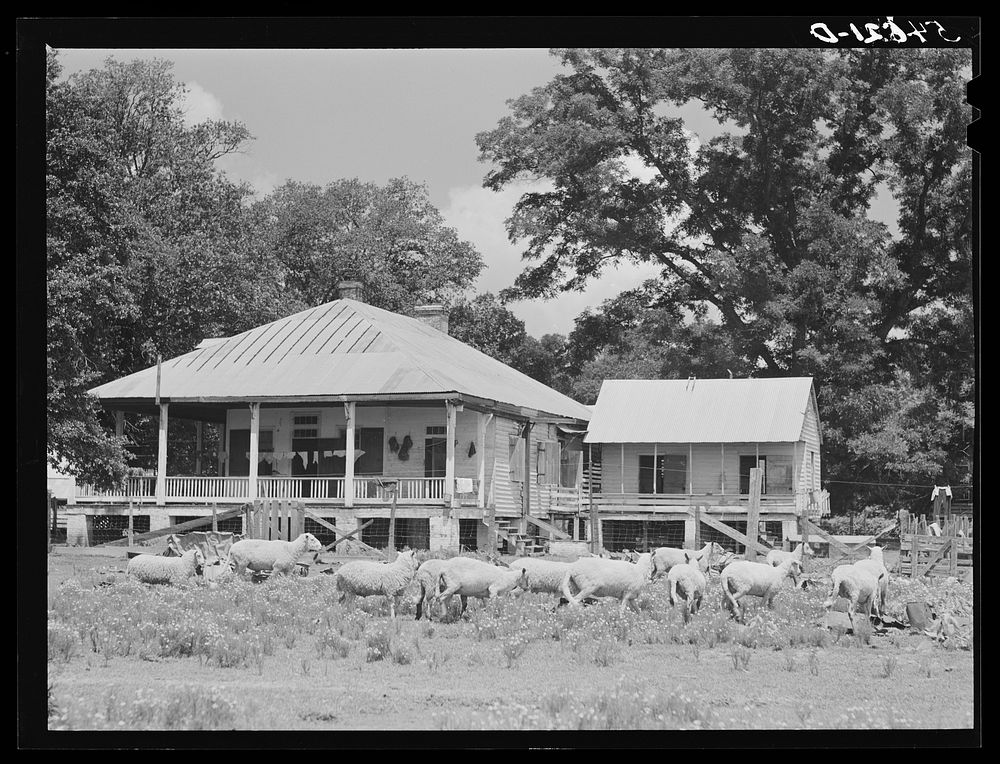 Melrose, Natchitoches Parish, Louisiana. Old home on cotton plantation originally built and owned by mulattoes. Sourced from…