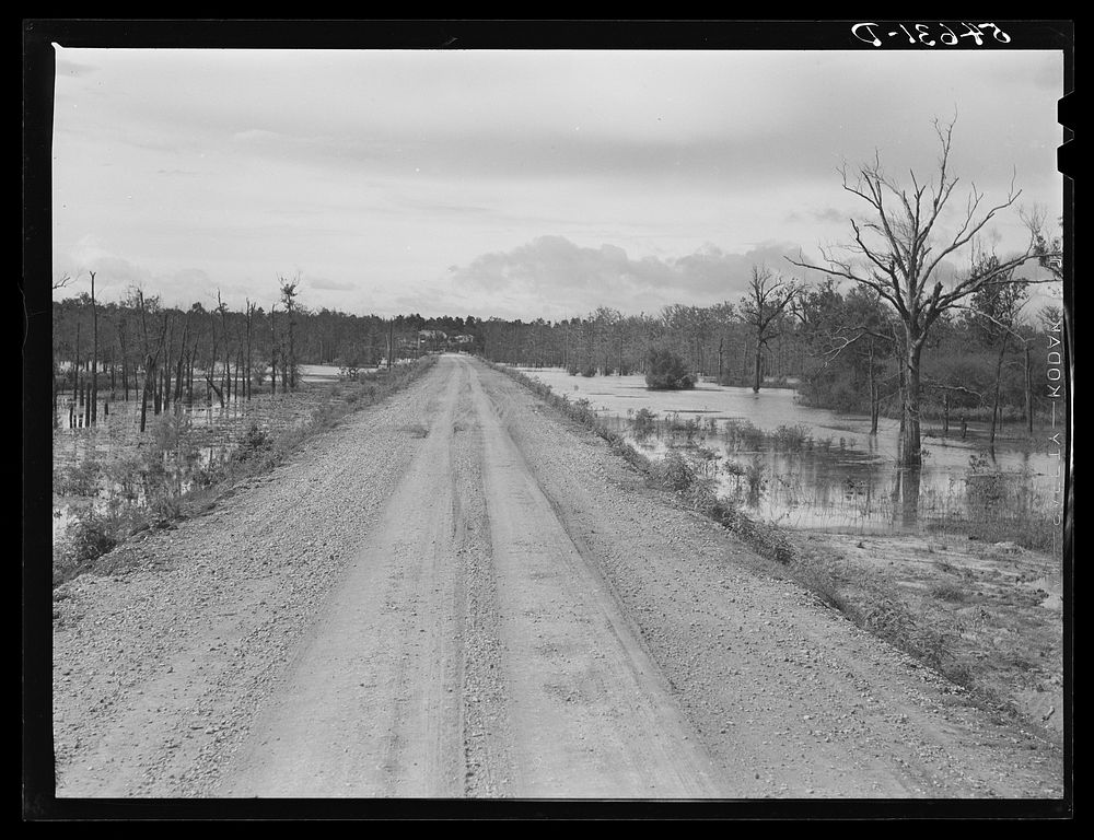 [Untitled photo, possibly related to: Melrose, Natchitoches Parish, Louisiana. Road leading to Black Lake, excellent fishing…