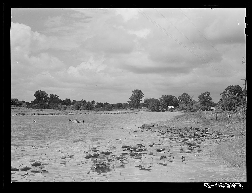 Melrose, Natchitoches Parish, Louisiana. Cane River, excellent fishing grounds. Sourced from the Library of Congress.