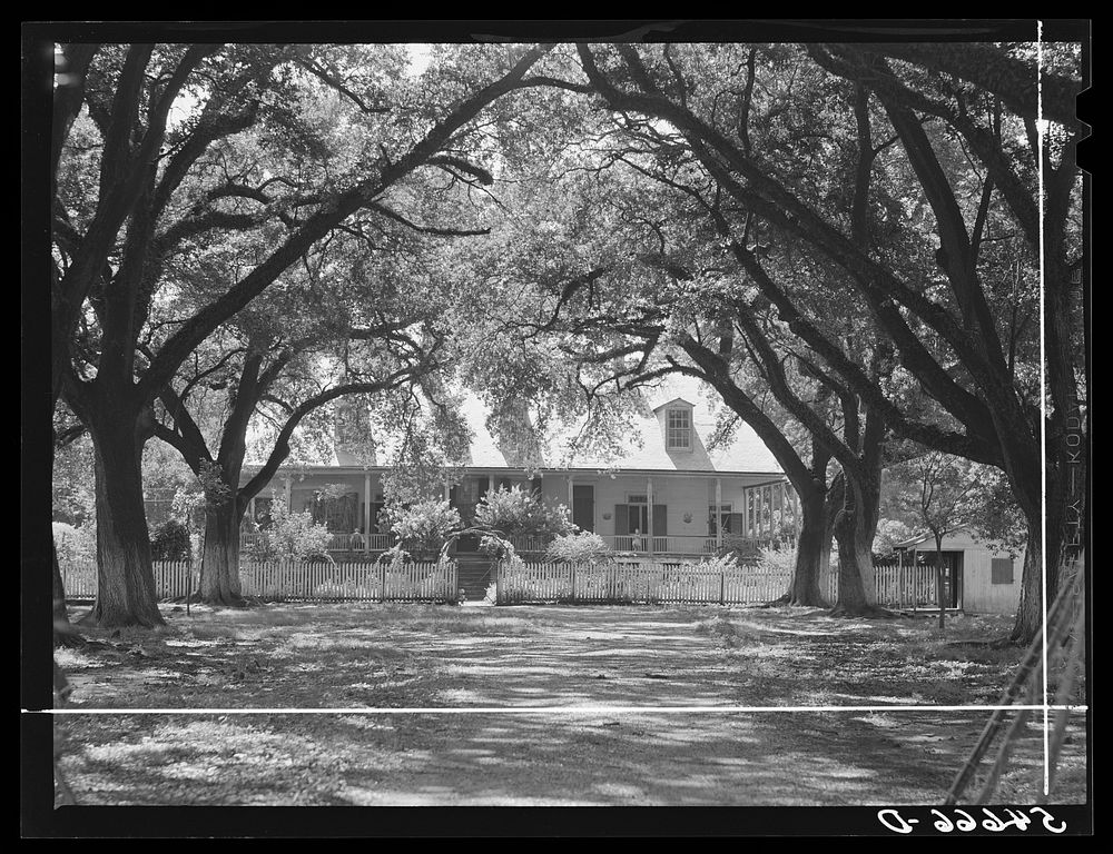 Melrose, Natchitoches Parish, Louisiana. Old plantation home in cotton region, La Cote Joyeuse Bermuda, belonging to…