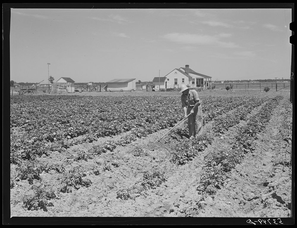 Herman [sic] Ward in his garden with his new home in background. Plum Bayou Project, Arkansas (see general caption). Sourced…