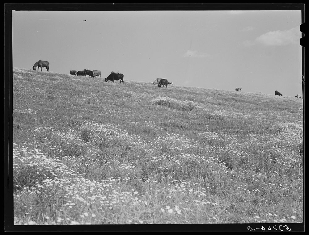 Cattle and livestock grazing along Mississippi River levee near Lake Providence, Louisiana. Sourced from the Library of…