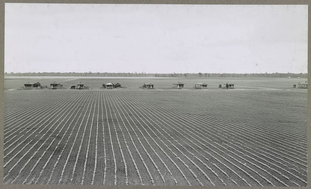 Rows of young cotton around tenant houses. Mississippi Delta. Sourced from the Library of Congress.